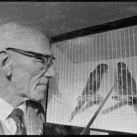 Mr E. Monk examining rainbow lorikeets at the Tauranga Cage Bird Club show.