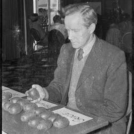 DSIR scientist Dr R. Davison examining Bay of Plenty kiwifruit.
