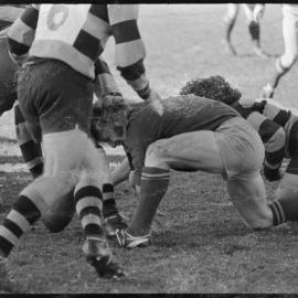Rugby. Mount Maunganui and Greerton players competing for the ball