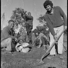 Planting native trees on three acres at Bethlehem Marae.