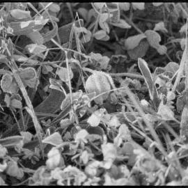 Unidentified vegetation.