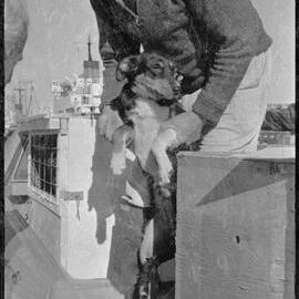 A vet inspects a dog before it is shipped to Australia. 