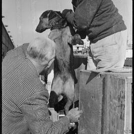 A vet inspects a dog before it is shipped to Australia. 