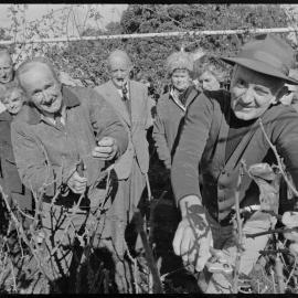 A pruning demonstration at Robbins Park, Tauranga.
