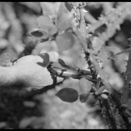 Pruning roses.