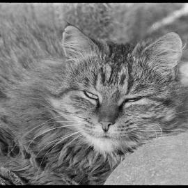 Smudge in front of the fire.