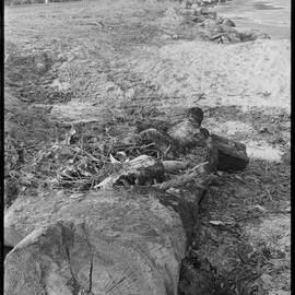 Log from one of sixteen trees felled and burnt along Ōmokoroa foreshore.