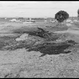 Log from one of sixteen trees felled and burnt along Ōmokoroa foreshore.