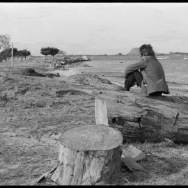 Looking along Ōmokoroa foreshore from one of the sixteen trees felled and burnt.