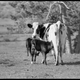 Early calf having a feed.