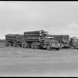 Logging trucks on the beach.
