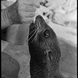 Feeding a new arrival at Marineland - Sammy the fur seal.