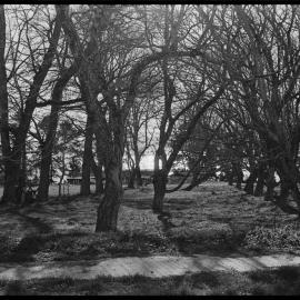A walnut grove recently donated to the Ōmokoroa County Town Committee as a reserve by Mr G. Crapp.
