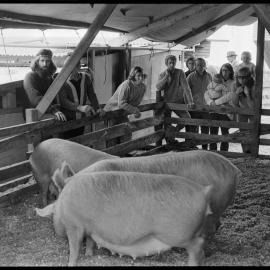 Interested buyers looking at pigs being sold from Airdrie Stud.