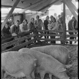 Interested buyers looking at pigs being sold from Airdrie Stud.