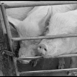 Pigs being sold from Airdrie Stud.