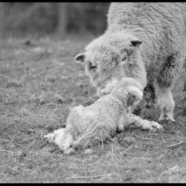 New-born lamb on Ōmokoroa farm.
