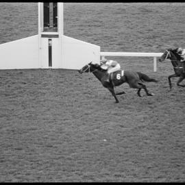 Horse racing. Sakata ridden by Greg Chitty wins the Whakatane Cup.