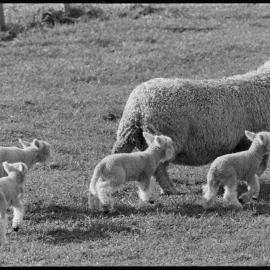 Quadruplet lambs born to a six-year-old Romney ewe on Mr W. Bishop's Royden Downs farm.