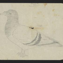 Pigeon