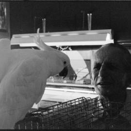 Samantha the Cockatoo