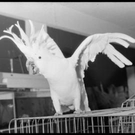 Samantha the Cockatoo