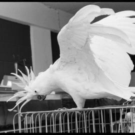 Samantha the Cockatoo