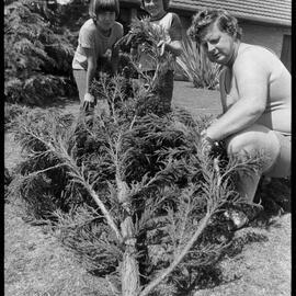 Christmas tree sellers