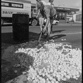 Truckload of eggs fall onto road