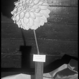 Dahlia, Waihī Show