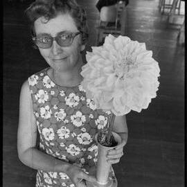 Winning Dahlia, Katikati