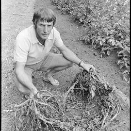 Mr Jenkins - potato patch raid