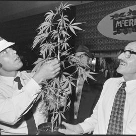 Cannabis plant display - Devon Mall