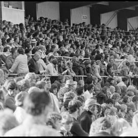 Crowds at Tauranga Domain athletics