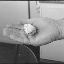 Canary - Waihī Police Station