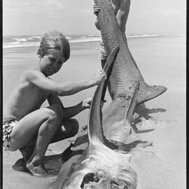 Thresher shark on Ōmanu Beach