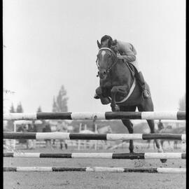Tauranga A&P Show - showjumping