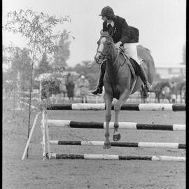 Tauranga A&P Show - showjumping
