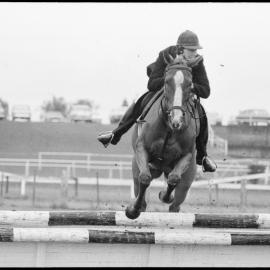 Tauranga A&P Show - showjumping