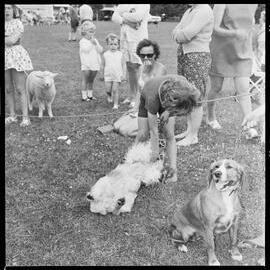 Tauriko School's Agricultural Day
