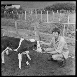 Simmental-Friesian calves