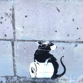 The Covid era Mauao rat