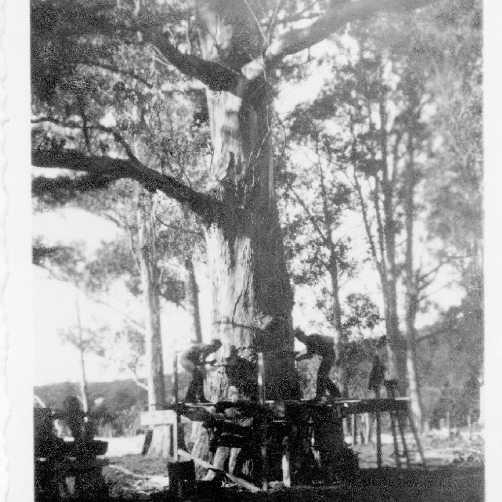 Records of the Welcome Bay Settlers’ Association Inc.