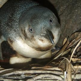 Oiled Wildlife Response team  oiled Penguin on eggs in nest on Mauao