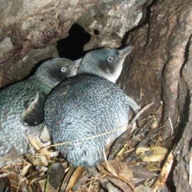 Oiled and non-oiled Penguin  Mauao  12 Oct 2011