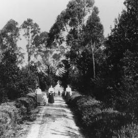 Driveway at Maungawhare, Ōtūmoetai