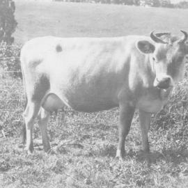 Jersey cow, Maltby family