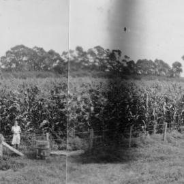 Maize field panorama, Keam farm - Welcome Bay