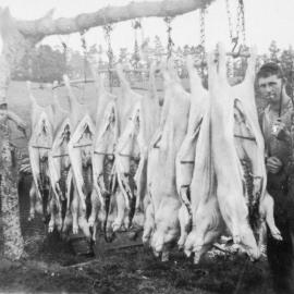 Slaughtered pigs, Keam farm - Welcome Bay
