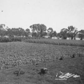 Keam farm, Welcome Bay